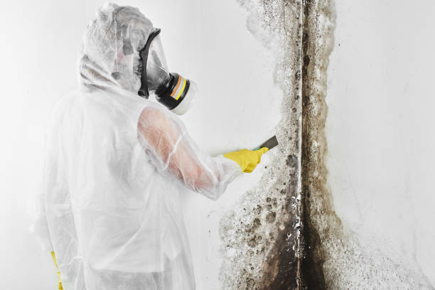 Mold Odor Removal Services in Shadybrook, TX